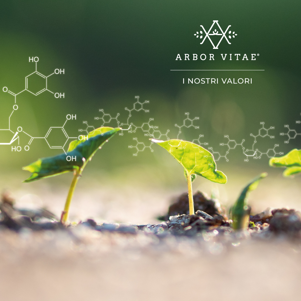 Arbor Vitae - I nostri valori