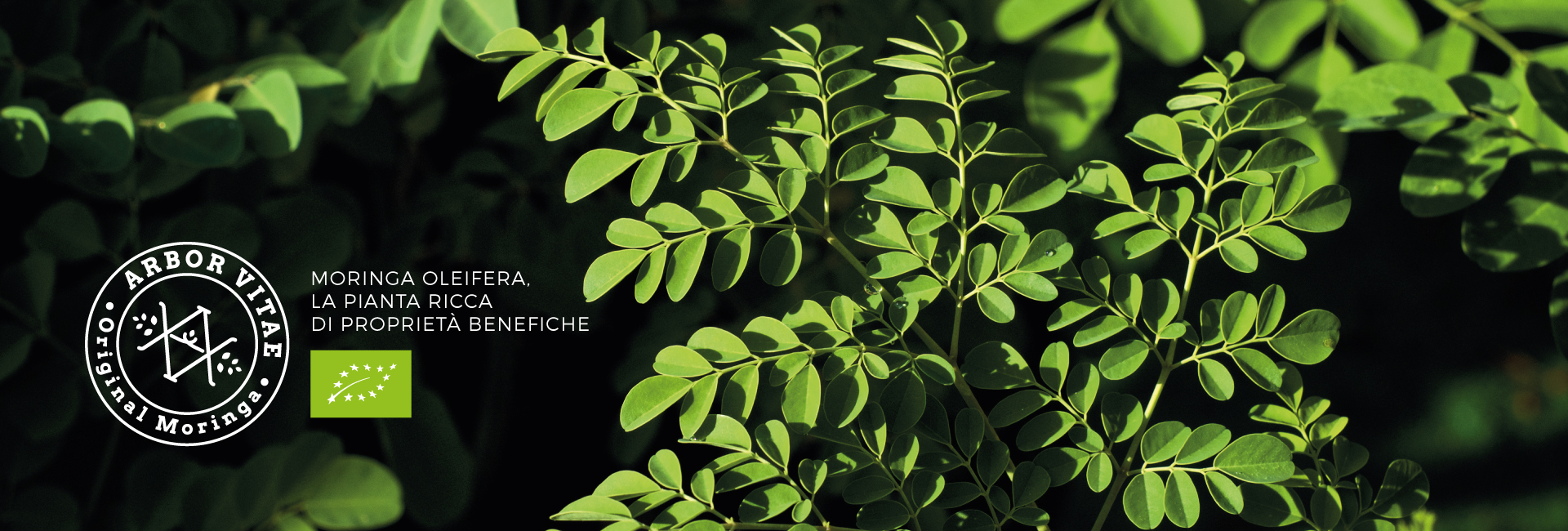 Moringa del Salento Bio